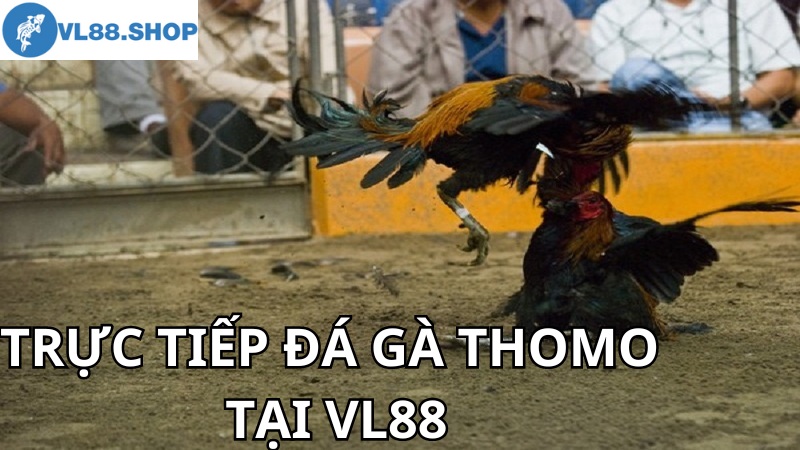 Phân tích kỹ thuật đá gà thomo tại VL88